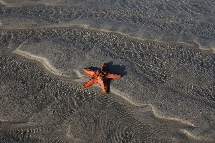 Serba Serbi Hewan Apakah Bintang Laut Punya Mata Halaman All Kompas Com