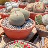 5 Penyebab Tanaman Kaktus Menguning dan Cara Mengatasinya