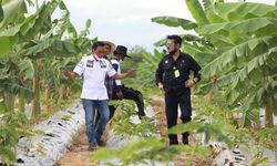 Kembangkan Pertanian Tanah Air, Kementan Dorong Fasilitasi KUR Rp 70 Triliun 