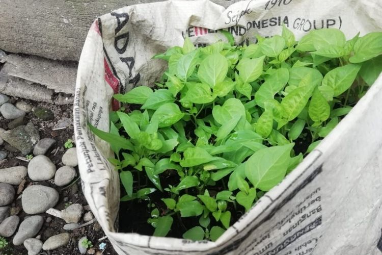 Menanam cabai dengan menggunakan karung 