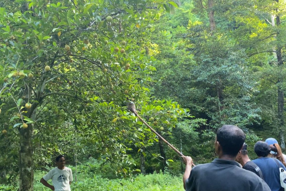 Mengambil buah pala dari pohonnya di perkebunan milik Pongky Van Den Broeke, Banda Besar. 