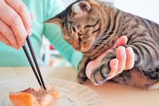 Ini Alasan Mengapa Kucing Sangat Tergila-gila dengan Ikan Tuna