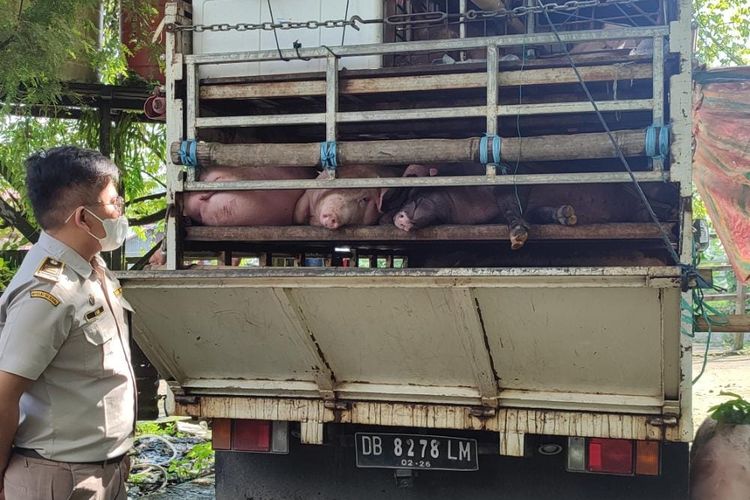 26 ekor babi ditolak masuk ke Balikpapan karena tak miliki sertifikat kesehatan hewan