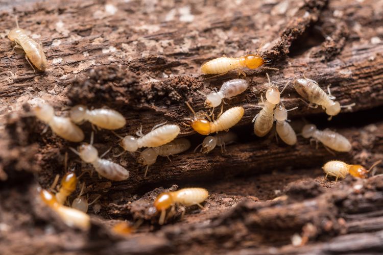 cara mencegah serangan rayap dapat dilakukan dengan menyemprotkan larutan termitisida