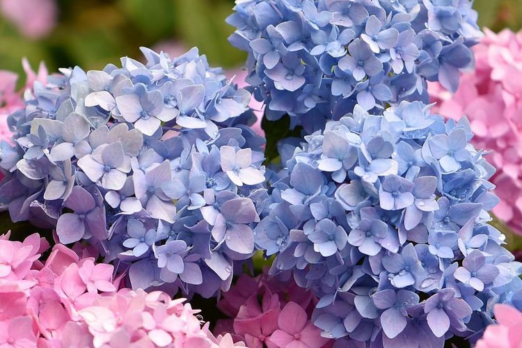 Ilustrasi bunga hydrangea.