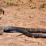 Fakta-fakta King Cobra, Ular Berbisa Terbesar di Dunia