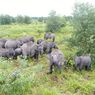 Begini Cara APP Sinar Mas Pertahankan Populasi Gajah Indonesia yang Kritis