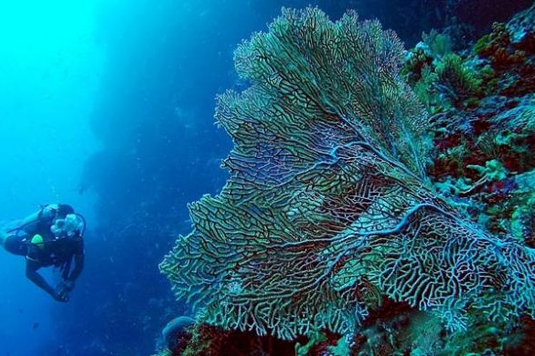 Penyelam menikmati keindahan bawah laut di Pantai Waha, Wakatobi, Sulawesi Tenggara, Jumat (24/6/2016). 