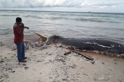 Tim Gabungan Cari Penyebab Kematian Paus Biru Langka di Pulau Buru 