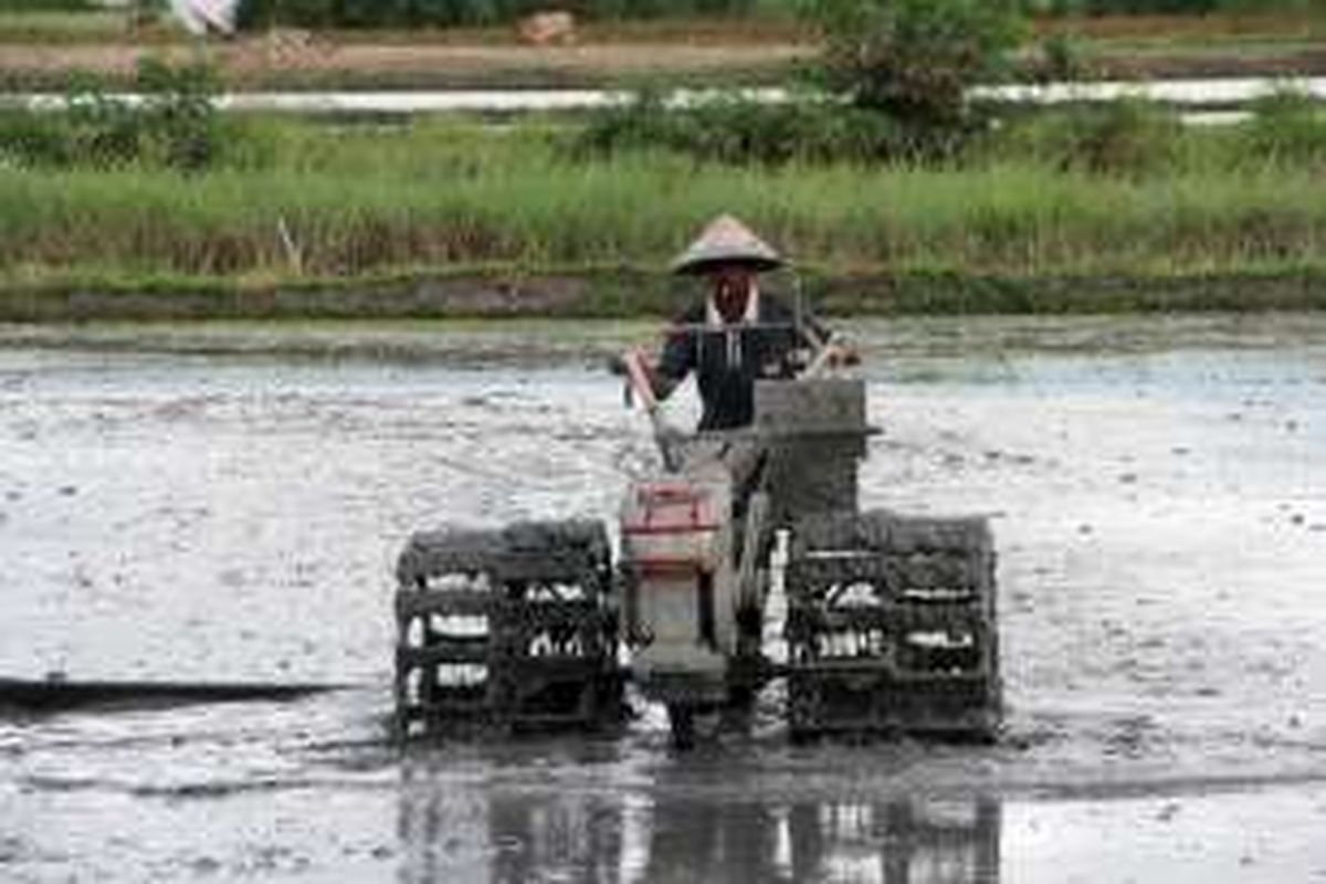 Seorang petani di Gorontalo membajak sawah dengan traktor tangan.