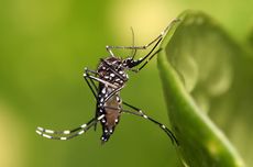 Cara Mencegah Perkembangbiakan Nyamuk