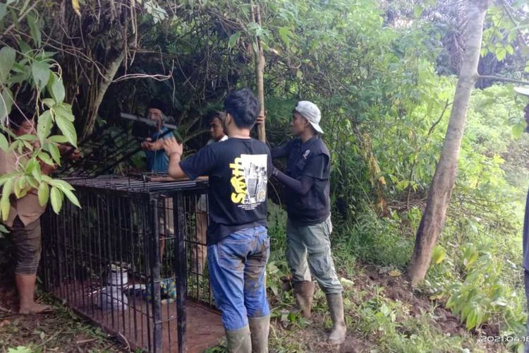 BKSDA Agam memasang perangkap untuk menangkap harimau yang membuat heboh masyarakat Matur, Agam, Sumatera Barat, Minggu (18/4/2021)