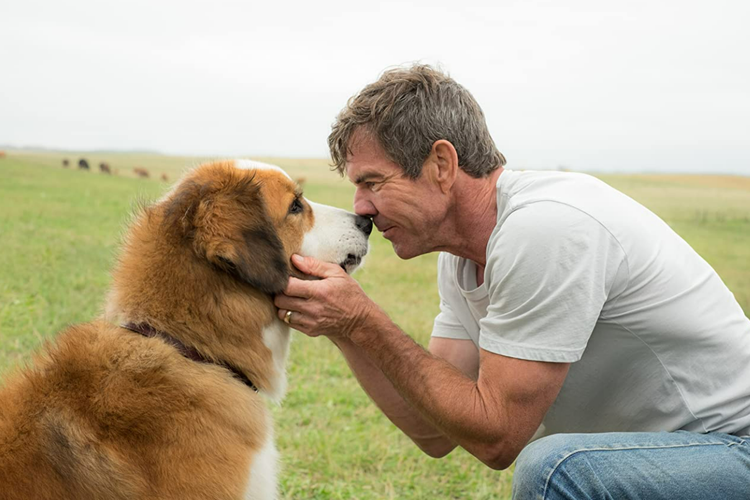 Dennis Quaid dalam film A Dog's Purpose.