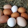 Sehat Mana, Telur Cangkang Coklat atau Cangkang Putih?
