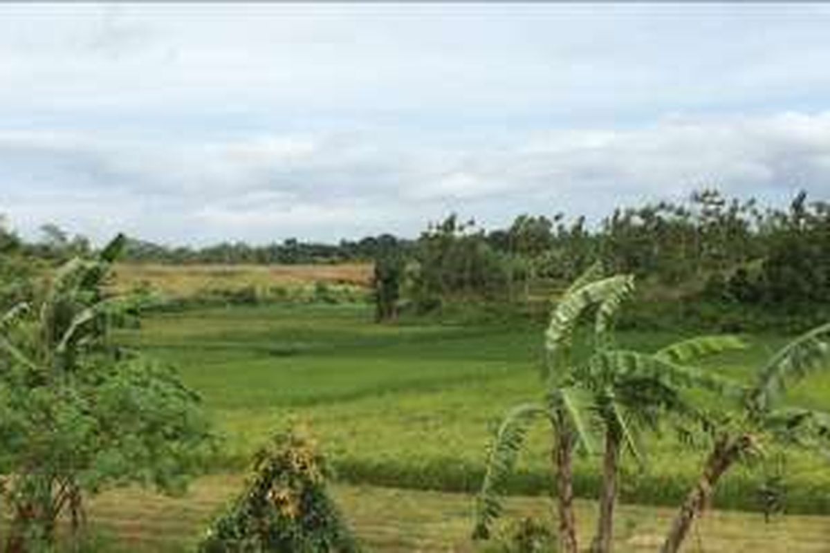 Pemprov DKI Jakarta belum menanam cabai di lahan yang berada di Desa Ciangir, Tangerang, Banten. Lahan hampir 100 hektar tersebut masih digunakan warga setempat untuk menanam padi.