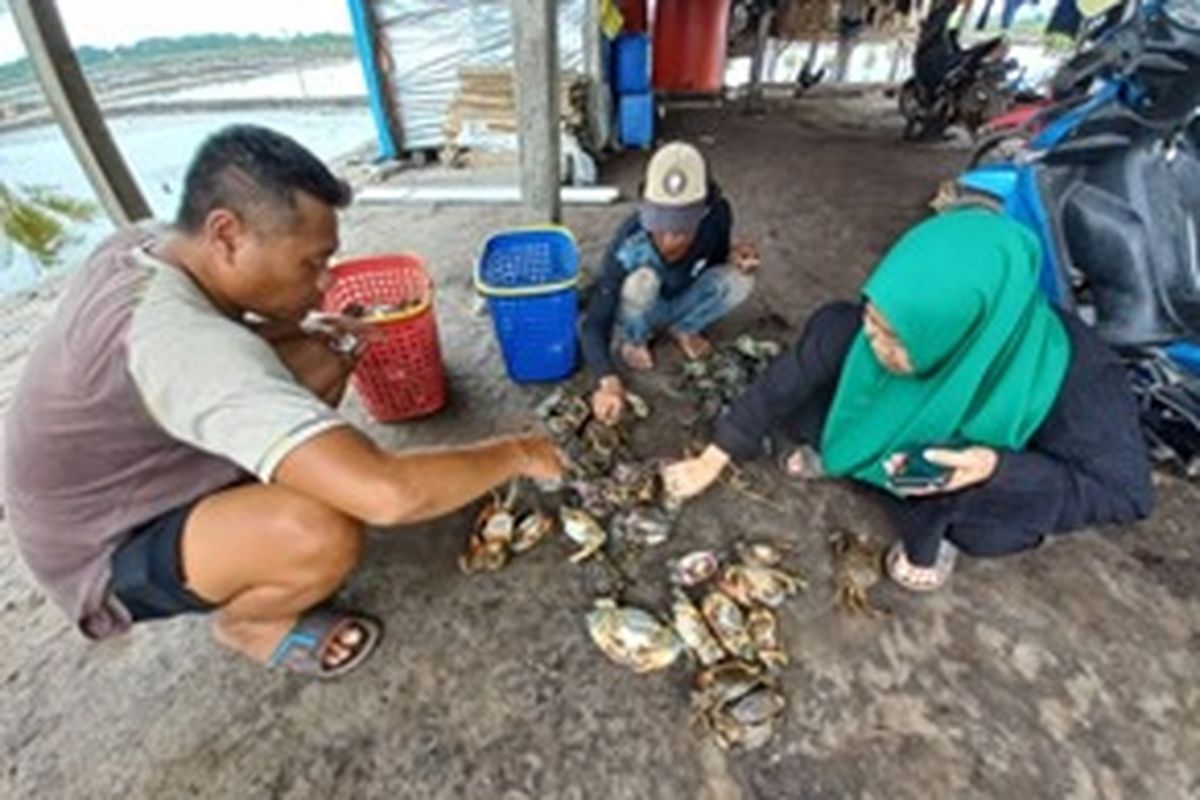Kelompok pembudidaya kepiting bakau ?Harapan Jaya? di Kabupaten Konawe Utara (Konut), Provinsi Sulawesi Tenggara (Sultra).