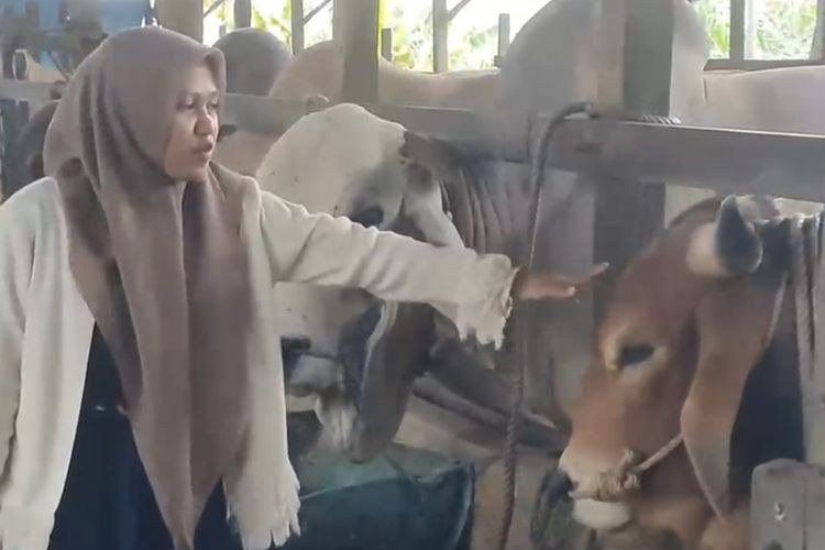 Sapi Kurban Prabowo di Kalsel Bernama Rojak, Berat 1 Ton dan Dibeli Seharga Rp 120 Juta
