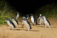 Parade Penguin Terkecil di Dunia, Kunjungi Phillip Island Australia