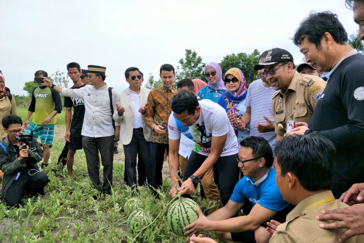 Wakil Gubernur DKI Jakarta Sandiaga Uno memanen buah semangka di Pulau Tidung, Selasa (27/2/2018). 