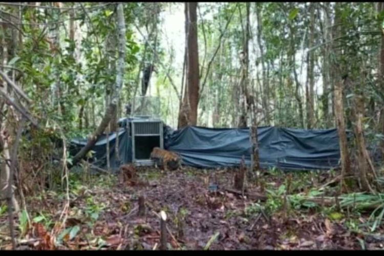 Pelepasliaran anak harimau sumatera yang dilakukan tim BBKSDA Riau disalah satu kawasan konservasi di Riau, Selasa (8/11/2022).