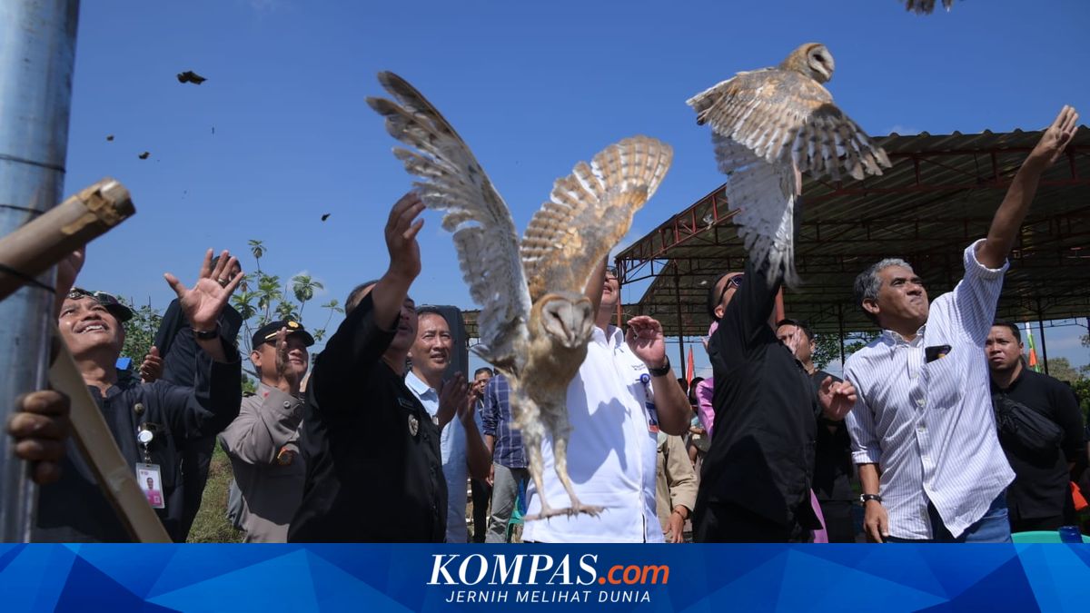 Antisipasi Hama Tikus Jelang Kemarau, Pemkab Karanganyar Lepasliarkan Tyto Alba