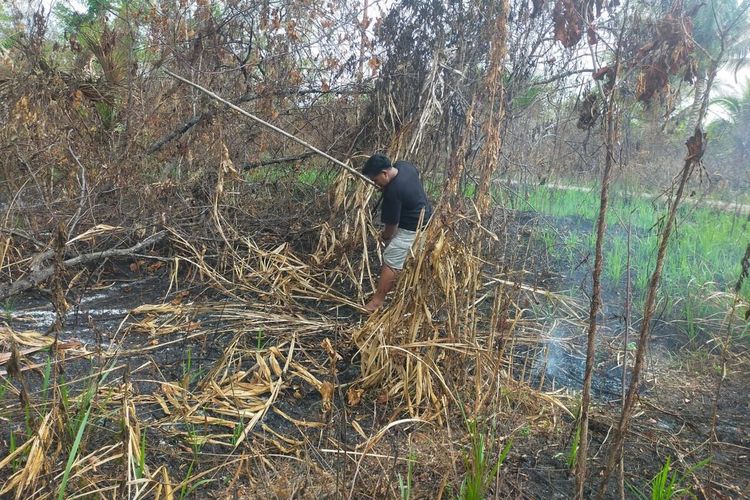 Seorang warga berusaha memadamkan kebakaran lahan di perbatasan Desa Matantutul dan Wermatang Kecamatan Wermaktian, Kabupaten Kepulauan Tanimbar, Maluku, Minggu (12/11/2023).