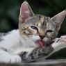 Ternyata, Ini 9 Alasan Kucing Menjilati Tubuhnya Sendiri