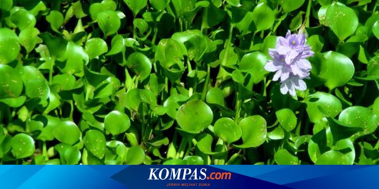 8 Tanaman Air Paling Digemari Halaman All Kompas Com