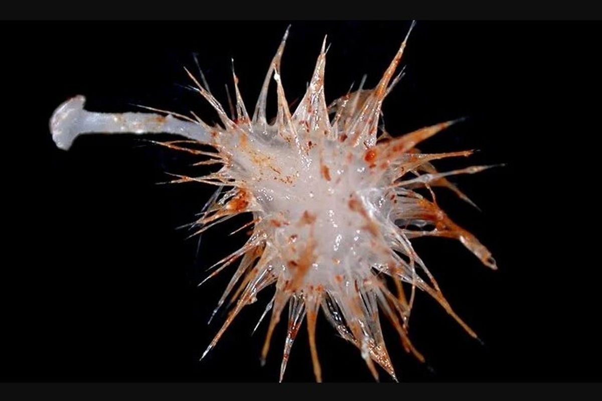 Salah satu spesies spons laut karnivora (Lycopodina hystrix), spons karnivora, porifera atau spons laut. Ditemukan ilmuwan di laut dalam di lepas pantai Australia.