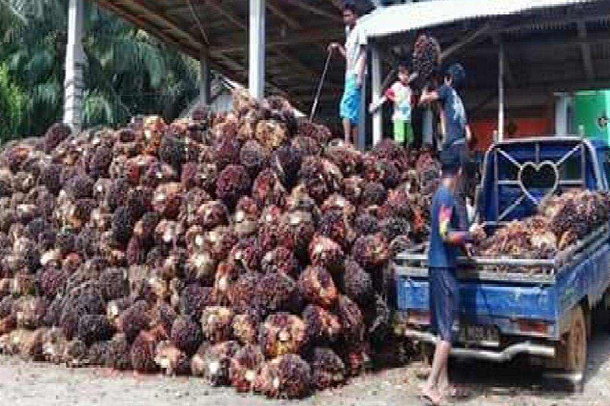 Buah kelapa sawit melimpah sementara harga murah Rp 500 per kg. Selanjutnya daya tampung pabrik CPO di Seluma masih rendah