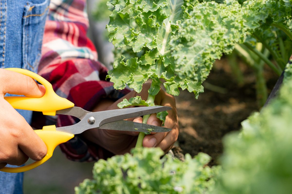 Ilustrasi sayuran kale, menanam kale. 