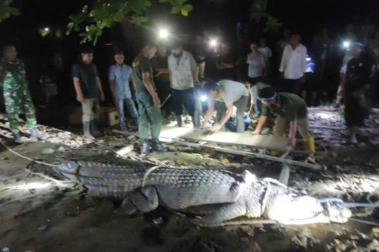 Tim rescue BKSDA Sulut bersama Pusat Penyelamatan Satwa (PPS) Tasikoki dibantu masyarakat setempat saat evakuasi seekor buaya muara panjang 3,64 meter di Desa Pangi, Kabupaten Bolaang Mongondow, Selasa (7/5/2024).