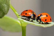 Apa Makanan Ladybug?