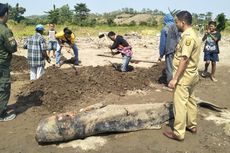 Paus Terdampar di Kawasan Geopark Ciletuh Berjenis 