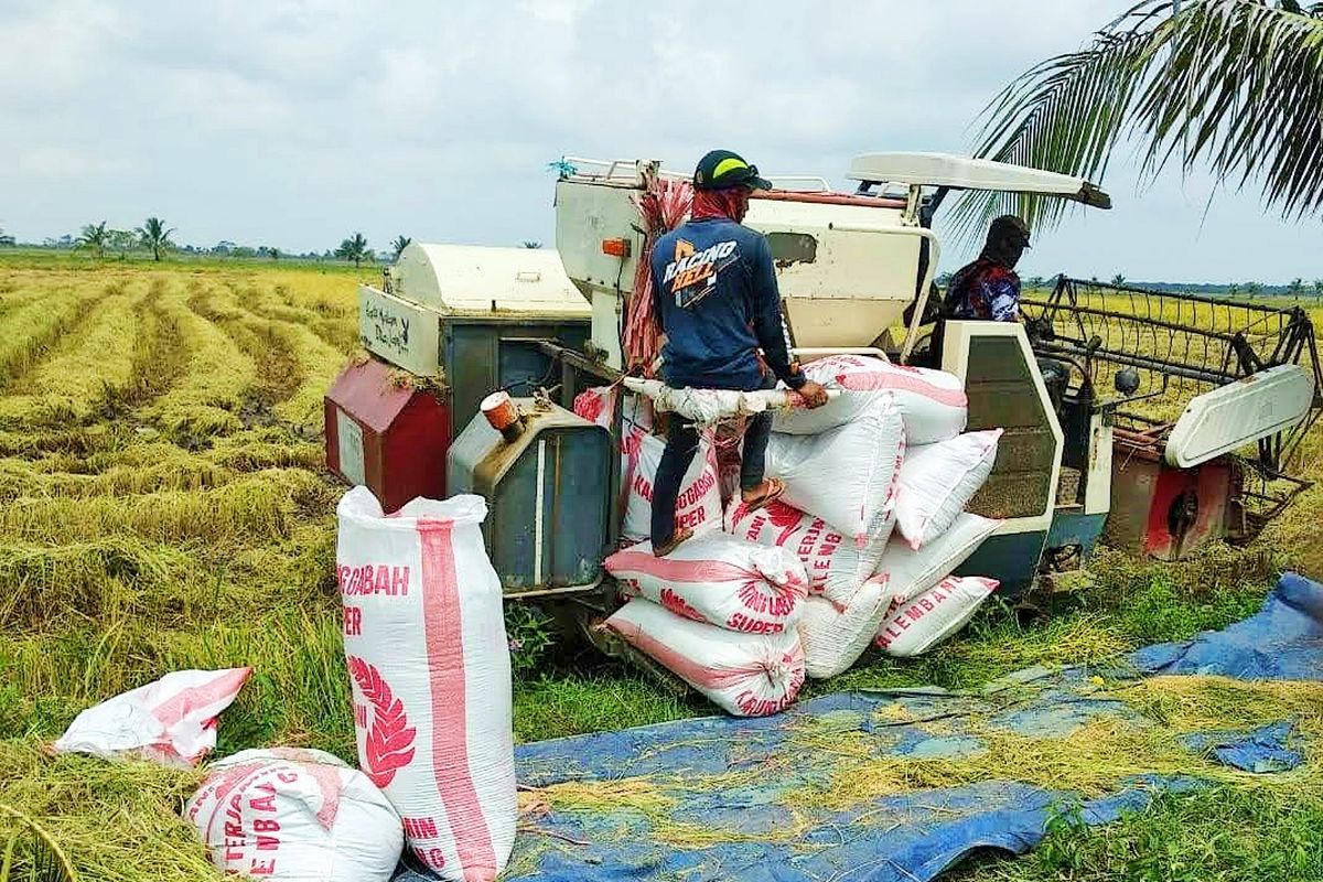 Ilustrasi petani di Sumatera Selatan