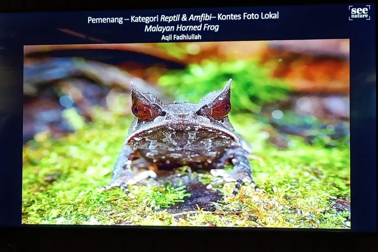 foto karya Aqil Fadhlullah berjudul Malayan horned frog