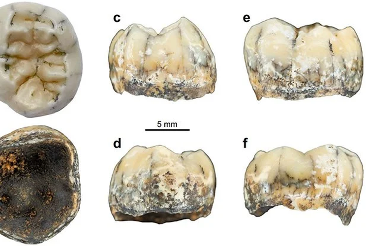 Penampakan gigi molar Denisovan yang ditemukan di Laos