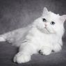 8 Fakta Menarik Kucing Putih, Bawa Keberuntungan dan Menggemaskan