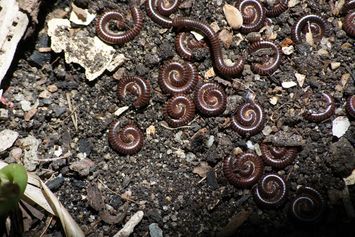 Si Minions “Arthropoda Tanah” sebagai Penyelamat Tanah yang Butuh Perhatian untuk Generasi Sekarang dan Masa Datang