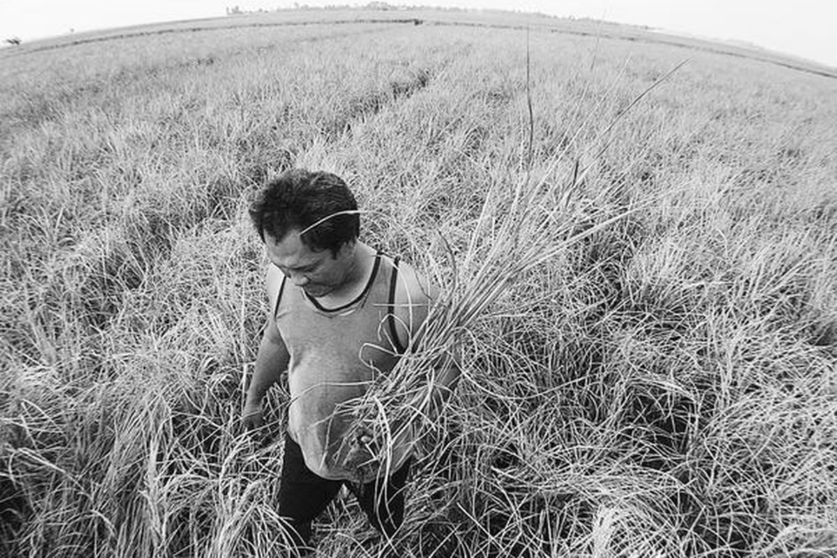 Ayub (35) memeriksa tanaman padi di areal persawahannya di Desa Gempolsari, Patokbeusi, Kabupaten Subang, Jawa Barat, yang diserang hama wereng sehingga warnanya berubah menjadi coklat.