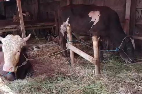 12 Sapi di Tempat Penjualan Hewan Kurban di Pasar Rebo Terindikasi PMK