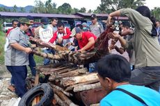 Harimau Dibunuh dan Digantung di Sumut, Ini Penjelasan BKSDA