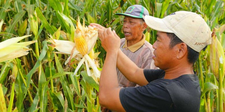 Salah satu petani sedang menunjukkan tanaman jagung yang ditanam dengan sistem tumpang sari dengan kelapa sawit, di Desa Lariang Kecamatan Tikke Raya, Kabupaten Pasang Kayu, Sulawesi Barat, Rabu (31/10/2018). 