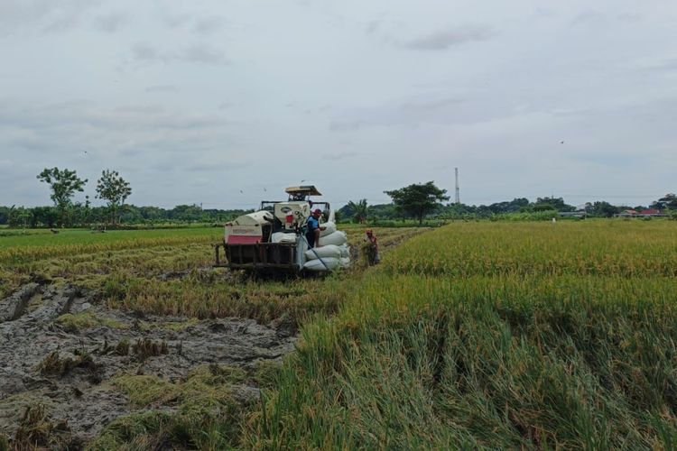 Saat Sawah di Banten Terus Terdesak Perumahan dan Industri