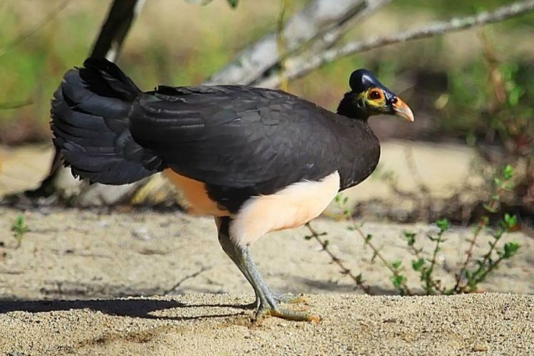 Burung Meleo (Macrocephalon maleo) satwa endemik di Sulawesi. Burung ini menjadi maskot  Taman Nasional Bogani Nani Wartabone.