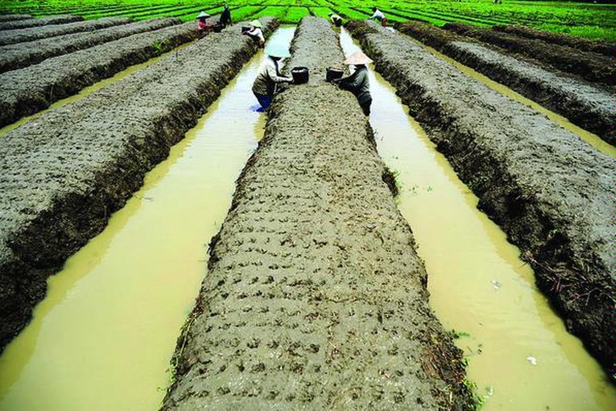 Petani menanam bibit bawang merah di Desa Sisalam, Kecamatan Wanasari, Kabupaten Brebes, Jawa Tengah, Kamis (19/1). Maraknya bawang merah impor yang masuk di pasaran menyebabkan harga komoditas di tingkat petani merosot hingga Rp 1.000 per kilogram.