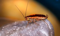 Mengapa Banyak Kecoa Masuk ke Rumah Setelah Hujan Deras? Ini Jawabannya