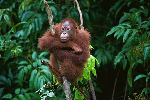 Kronologi Penyelamatan Dua Orangutan di Pinggir Jalan Raya Bengalon, Kalimantan Timur 