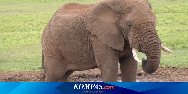 Gajah Sumatera Hampir Punah