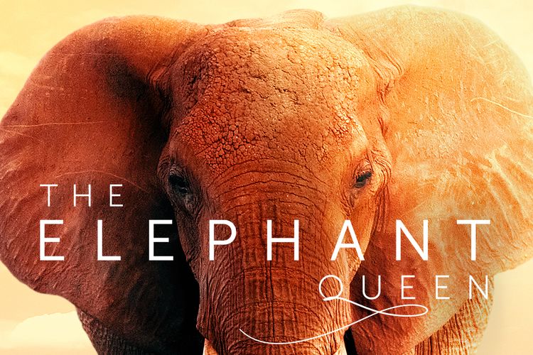 Poster film The Elephant Queen